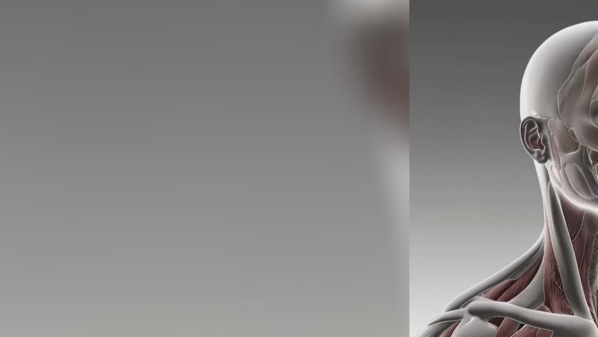 Facial muscle anatomy animation illustrating how face and airway muscles weaken without resistance training — the science behind the Neck-Up Strength System.